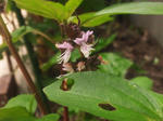 2012624cinamonbasilhana.jpg