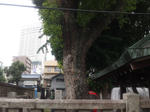 kanayamajinjaana.jpg