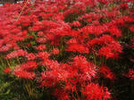 20121008higanbana1.jpg