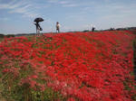20121008higanbana3.jpg