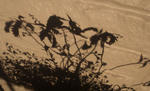 20121201kage1.jpg