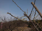 soripond201322aojiku.jpg