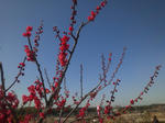 soriume2013351.jpg