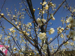 soriume2013352.jpg