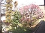 niijimadaidokoromaegarden1.jpg