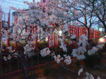 2013kitaharasakura.jpg