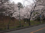 hatimanyamakohun2.jpg
