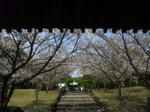 20134kenkoninsakuramiti.jpg