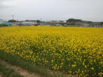 2013nanohana.jpg