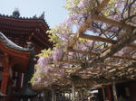 kofukujinanendofuji.jpg