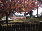 kofukujinanendosakura1.jpg