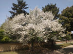 kofukujinanendosakura2.jpg