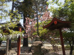 himurojinjasakura1.jpg