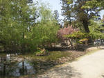 himurojinjasakura2.jpg