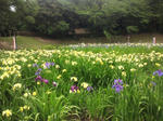 2013oikeshobu2.jpg