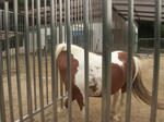 2013oikepony.jpg