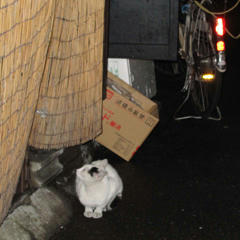 tq93121nomiyayuge.jpg