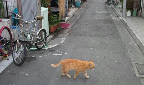 tq94181omoronai.jpg