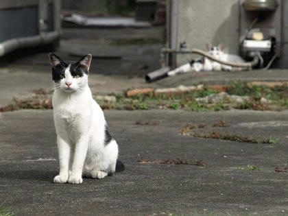 tq99101nekogumi.jpg