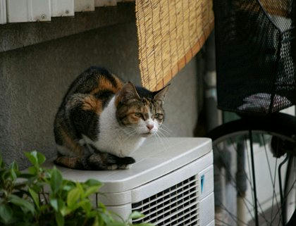 tr02121babamike.jpg