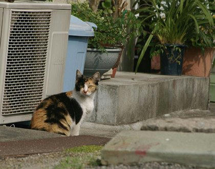 tr02122babamike.jpg
