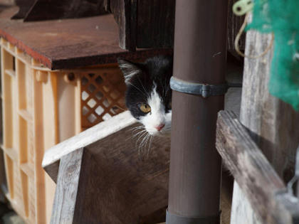tr02221yamaneko.jpg