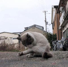 tr03031kizuteate.jpg
