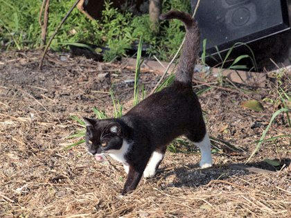 tr05192obatyangakita.jpg