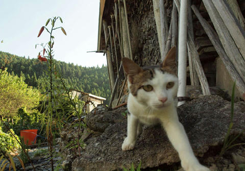 tr08281akikehai.jpg