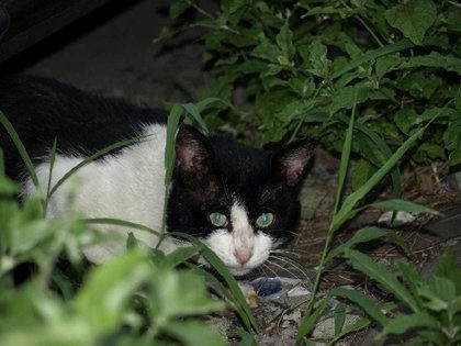 tr09291nekomoarukeba.jpg