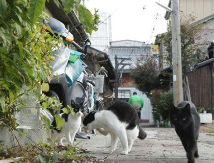 tr0z071kyouha.jpg