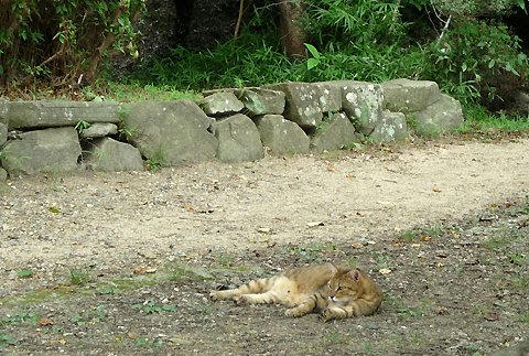 tr11051puma.jpg