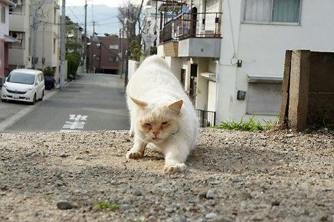 tr13261hayaokisite.jpg