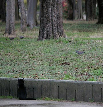 tr15101hato.jpg