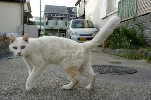 tr16201kitune.jpg