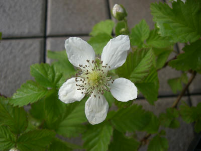 CIMG0356.JPG