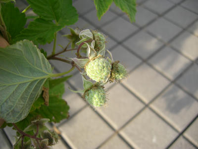 CIMG0431.JPG