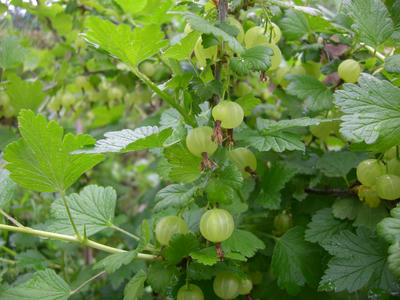 CIMG0456.JPG