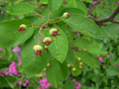 CIMG0459.JPG