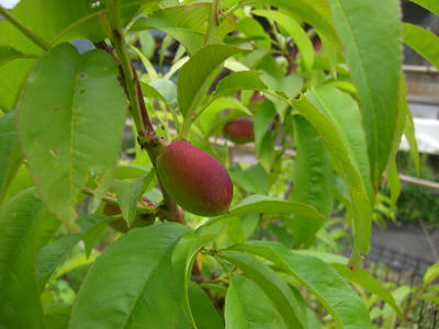 CIMG0454.JPG