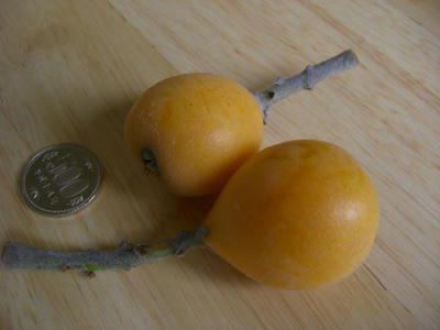 CIMG0505.JPG