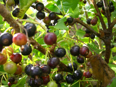 CIMG0511.JPG