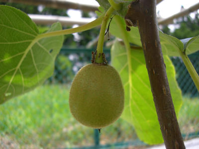 CIMG0561.JPG