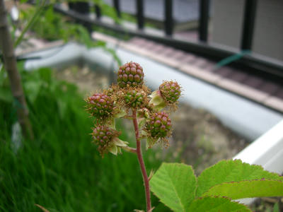 CIMG0570.JPG