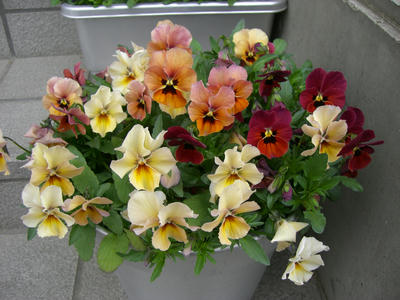 CIMG0206.JPG