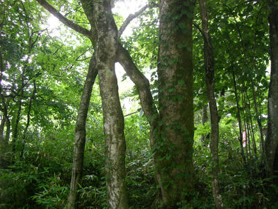CIMG0596.JPG