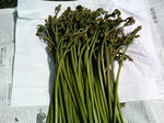 P1000239.JPG