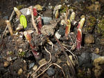 DSCF1418.jpg