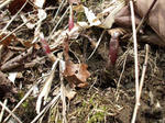 DSCF1425.jpg