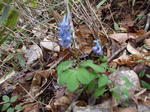 DSCF1462.jpg